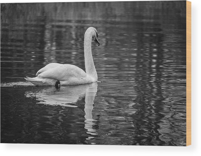 Black And White Wood Print featuring the photograph Swan I BW by David Gordon