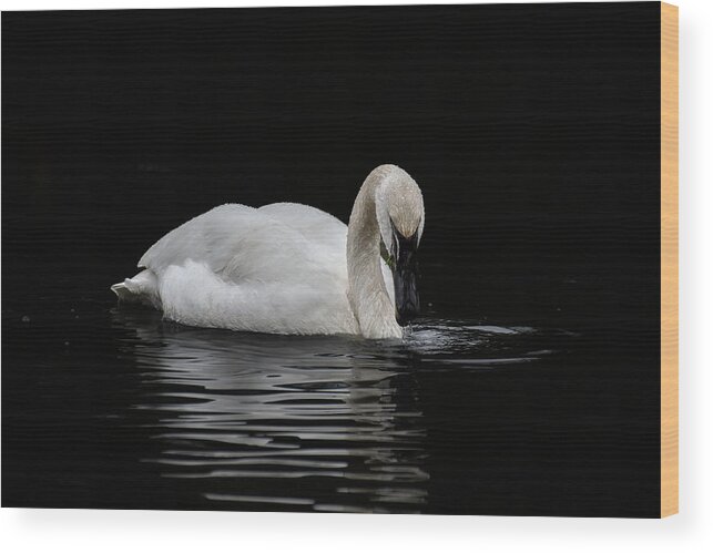 Swan Wood Print featuring the photograph Swan by Jerry Cahill