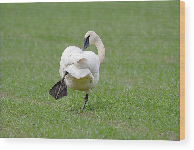 Swan Wood Print featuring the photograph Swan Yoga by Jerry Cahill