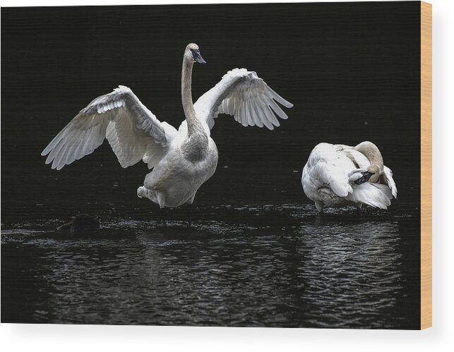 Swans Wood Print featuring the photograph Swans on the Lake by Jerry Cahill