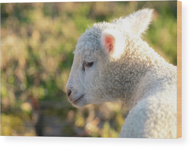 Lamb Wood Print featuring the photograph Sweet Babe by Rachel Morrison