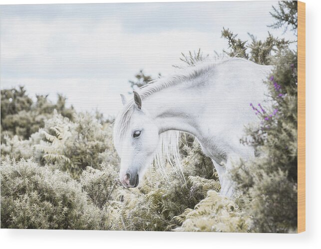Horse Wood Print featuring the photograph Sweet Dreams - Horse Art by Lisa Saint