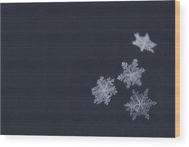 Snowflakes Wood Print featuring the photograph Sweet Snowflakes by Carrie Ann Grippo-Pike