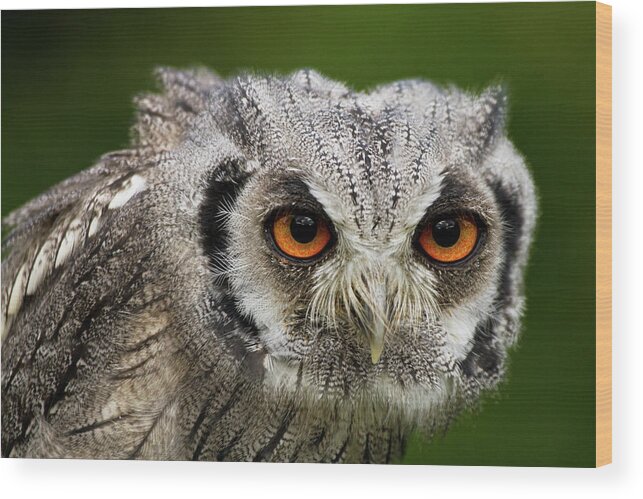 Animal Wood Print featuring the photograph Swf-5484 by Miles Herbert