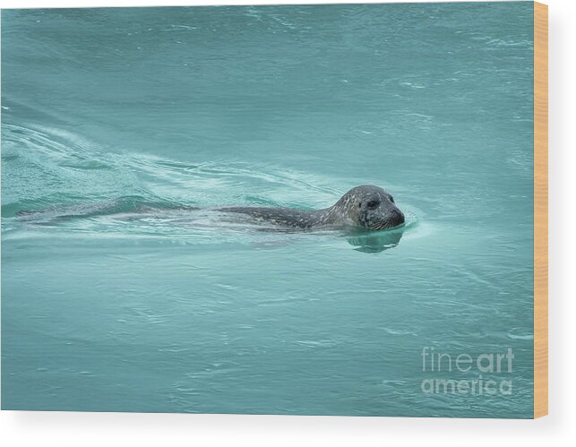 Seal Wood Print featuring the photograph Swimming seal, Iceland by Delphimages Photo Creations