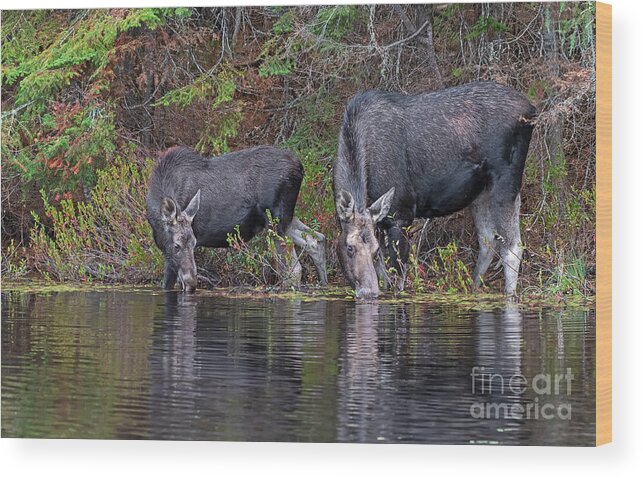 Moose Wood Print featuring the photograph Synchronized by Nina Stavlund
