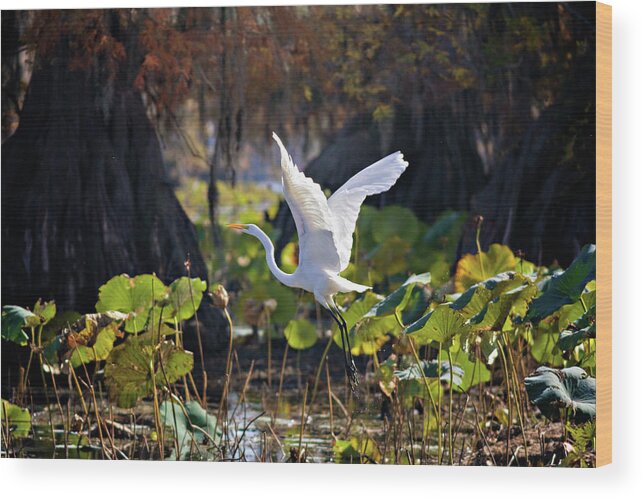 American Lotus Wood Print featuring the photograph Take Off by Lana Trussell