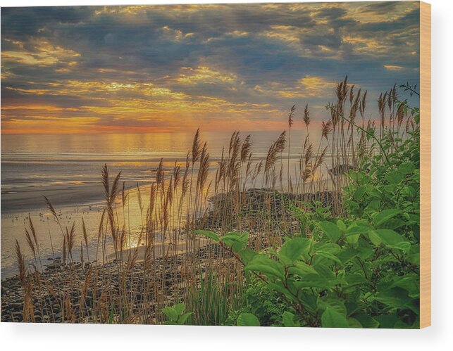 Reeds Wood Print featuring the photograph Tall Grasses of Marginal Way by Penny Polakoff
