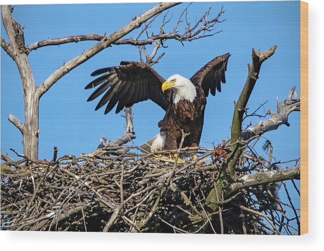 Eagle Wood Print featuring the photograph Tending the Nest by Ira Marcus