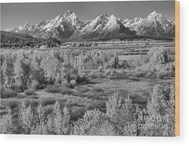 Teton Wood Print featuring the photograph Teton Colored Forest Black And White by Adam Jewell