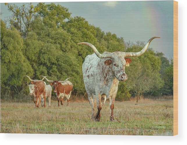 Texas Longhorn Cow Picture Wood Print featuring the photograph Texas longhorn cow under a rainbow by Cathy Valle