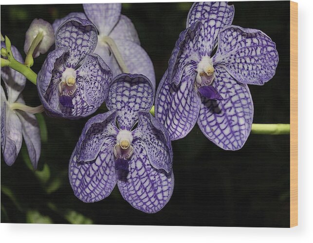 Orchid Wood Print featuring the photograph Textured Orchid Flowers 2 by Mingming Jiang