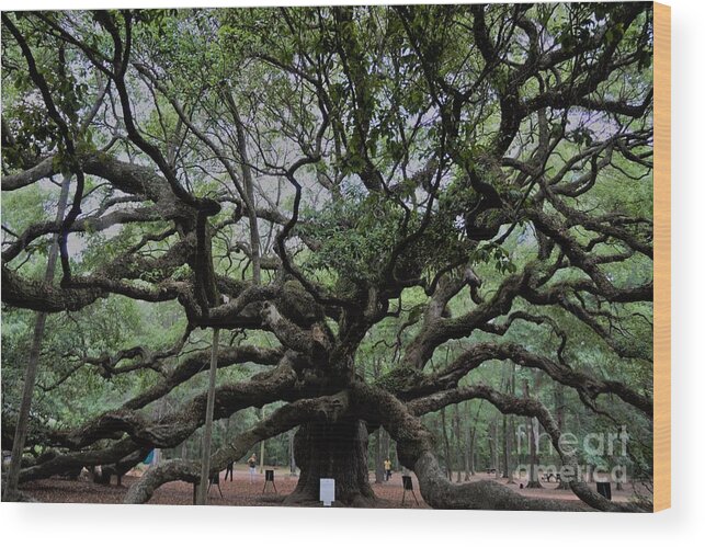 #fineartamerica #photography #images #prints #art #wallart #artist #artwork #homedecoration #framed #acrylic #homedecor #posters #coffeemug #canvasprints #fineartamericaartist #greetingcards #mug #homedecorating #phonecases #tapestries #gregweissphotographyart #grooverstudios Wood Print featuring the photograph The Angel Oak #1 by Groover Studios