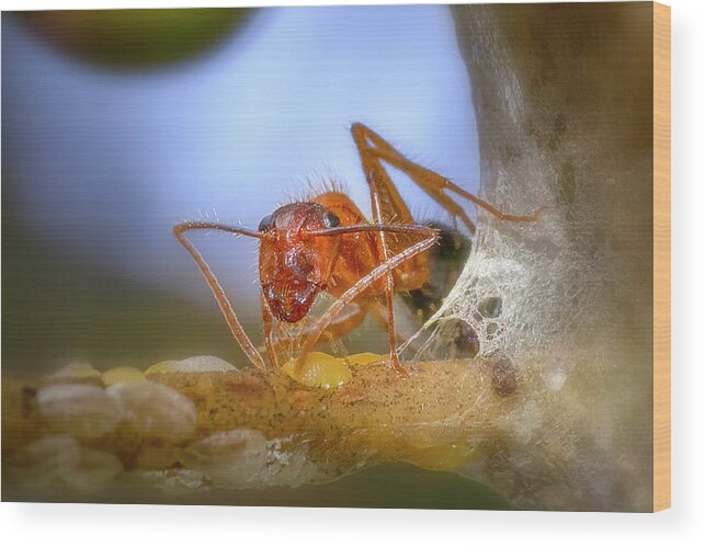 Ant Wood Print featuring the photograph The Ant Farmer by Mark Andrew Thomas