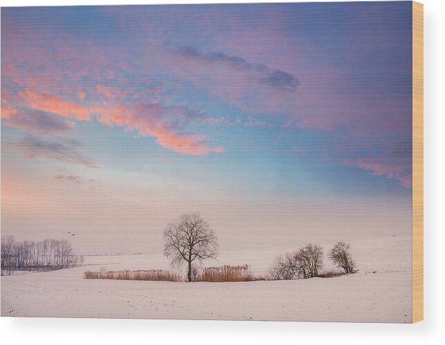 Tree Wood Print featuring the photograph The Calm by Philippe Sainte-Laudy