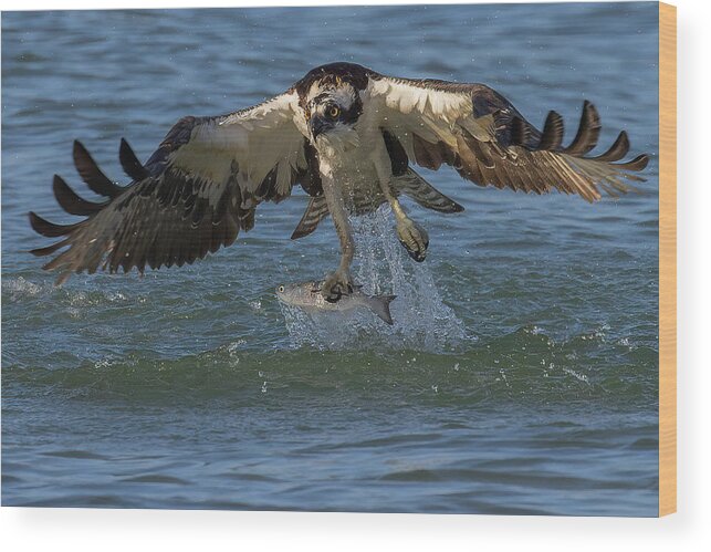 Osprey Wood Print featuring the photograph The Catch by RD Allen