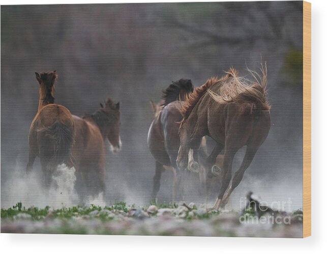 Stallion Wood Print featuring the photograph The Chase by Shannon Hastings