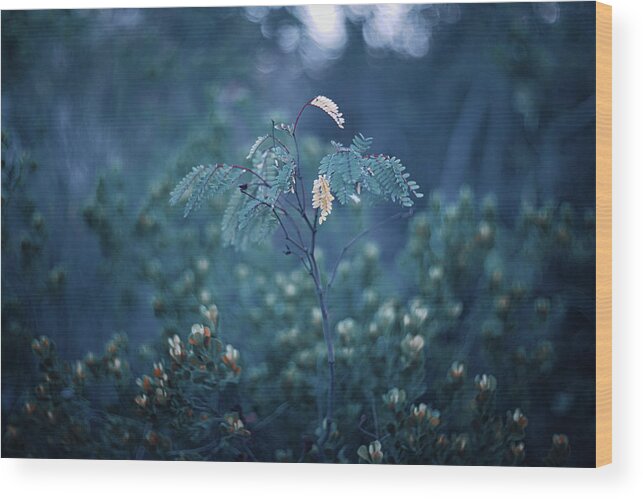 Nature Art Wood Print featuring the photograph The Coral by Gian Smith