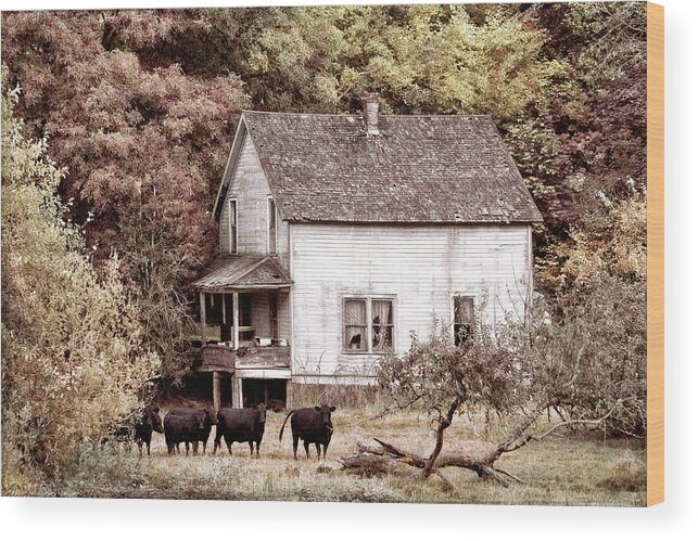 American Wood Print featuring the photograph The Cows Came Home in Vintage Tones by Debra and Dave Vanderlaan