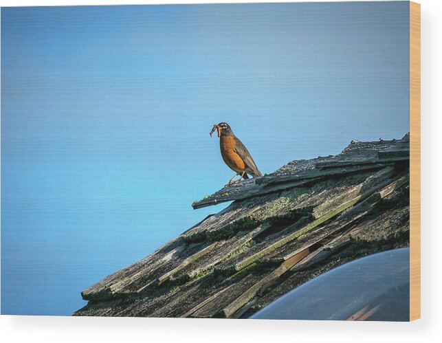 Bird Wood Print featuring the photograph The Early Bird Gets the Worm by Mary Lee Dereske
