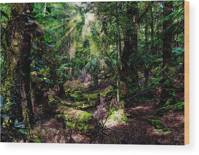 Rainforest Wood Print featuring the photograph The Enchanted Forest by Frank Lee