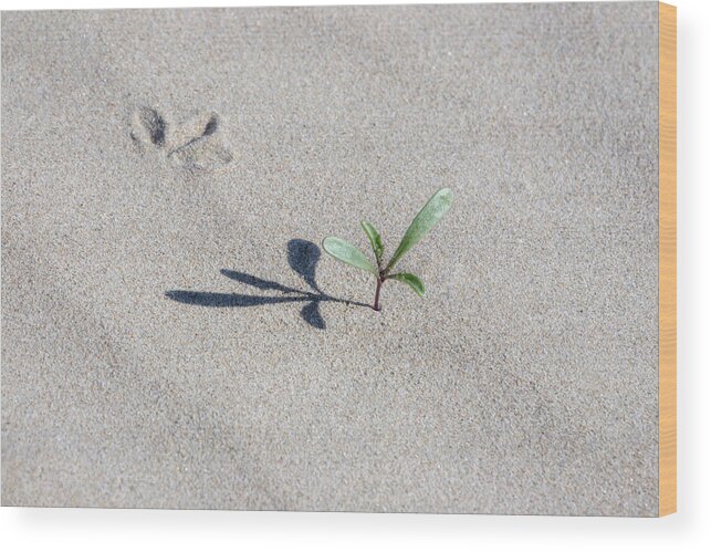 Grass In The Sand Wood Print featuring the photograph The Following by Gina Cinardo