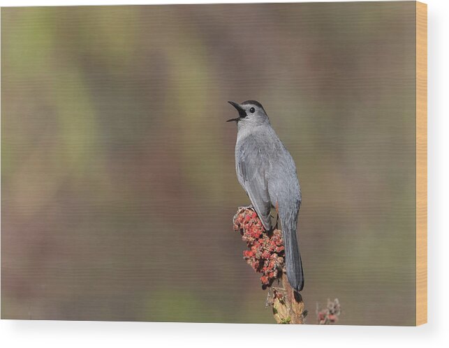 Grey Bird Wood Print featuring the photograph The gray catbird by Mircea Costina Photography