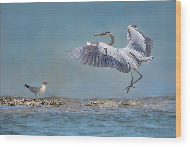 Great Blue Heron Wood Print featuring the photograph The Heron And The Gull by HH Photography of Florida