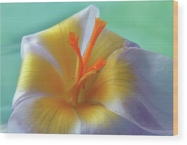 Crocus Wood Print featuring the photograph The Interior Design Of Crocus by Terence Davis