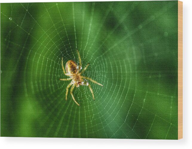 Photo Wood Print featuring the photograph The Itsy Bitsy Spider by Evan Foster