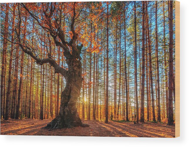Belintash Wood Print featuring the photograph The King Of the Trees by Evgeni Dinev