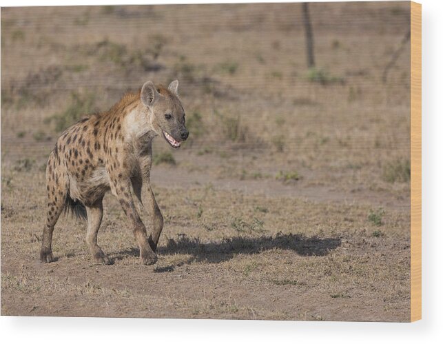 One Animal Wood Print featuring the photograph The Laughing Hyaena by Robert Muckley