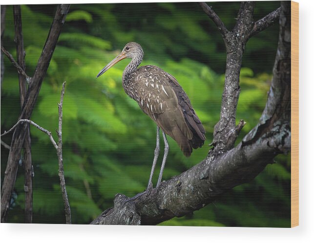 Limpkin Wood Print featuring the photograph The Limpkin in the Tree by Mark Andrew Thomas
