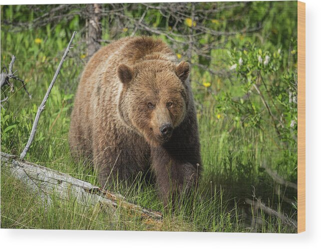 Bear Wood Print featuring the photograph The Majestic Grizzly by Bill Cubitt