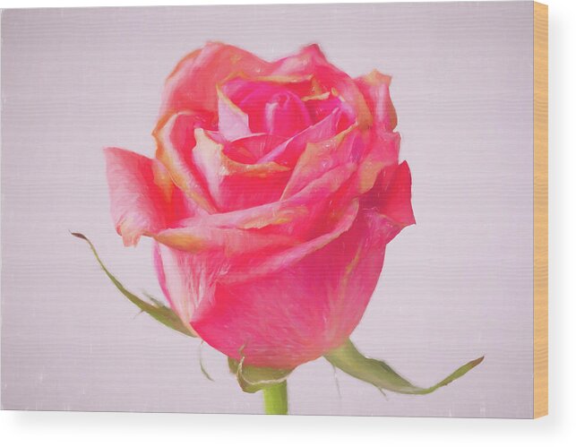 Rose Wood Print featuring the photograph The Pink Rose by Tanya C Smith