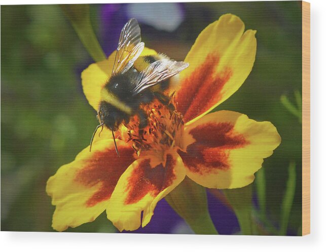 Nature Wood Print featuring the photograph The Pollinator. by Terence Davis