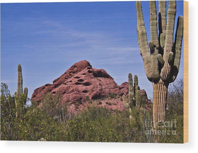 Cactus Wood Print featuring the photograph The Saguaro Cacti and Red Rocks by Kirt Tisdale