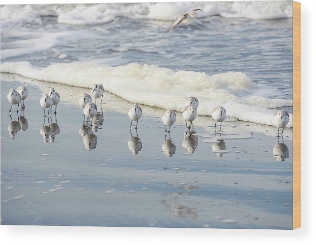 Sanderlings Wood Print featuring the photograph The Sanderlings by Jerry Cahill