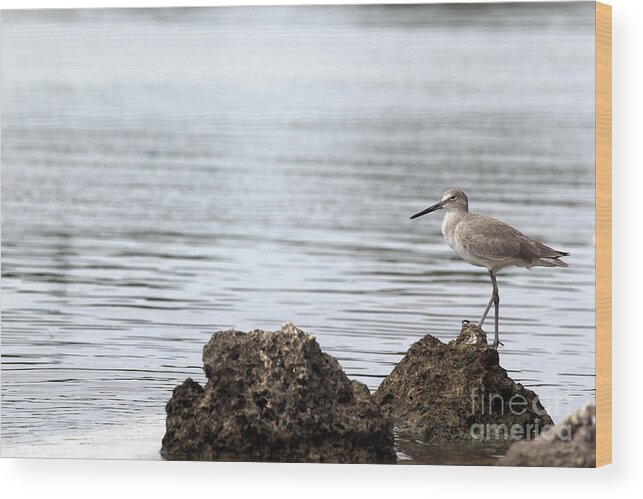 Bird; Sandpiper; Water; Gulf Of Mexico; Florida; Key West; Sunlight; Reflections; Ripples; Rocks; Beach; Wood Print featuring the photograph The Sandpiper by Tina Uihlein