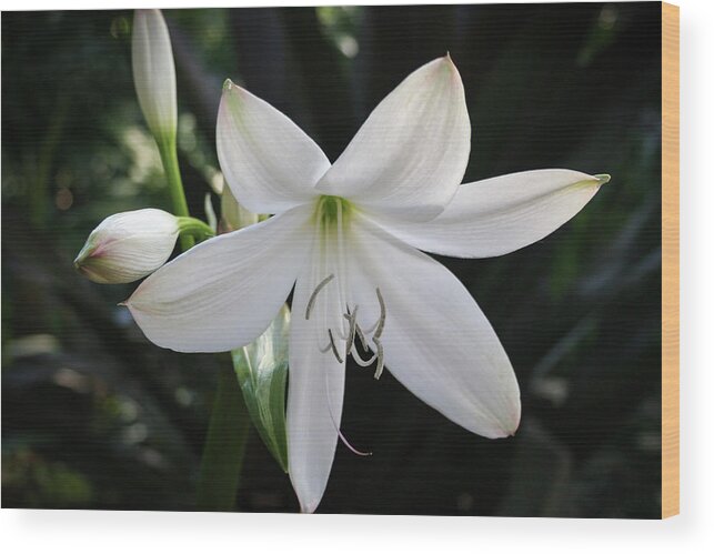 Florida Wood Print featuring the photograph The St. Christopher Lily by Robert Carter