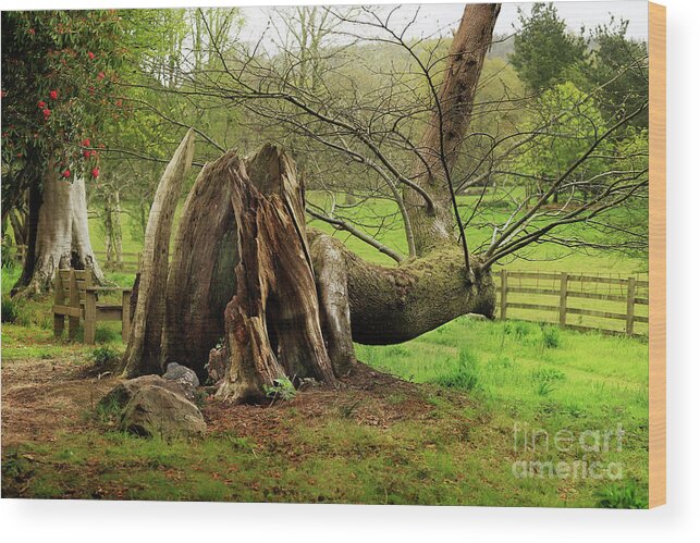 Enys Wood Print featuring the photograph The Survivor by Terri Waters