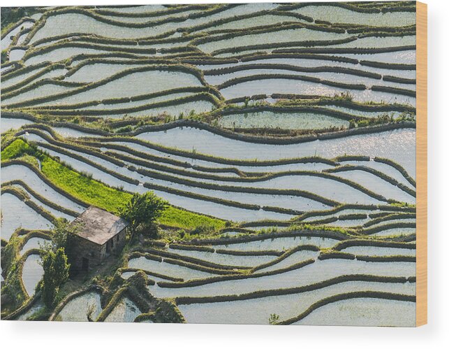 Rice Paddy Wood Print featuring the photograph The terraced fields at spring time by Zhouyousifang