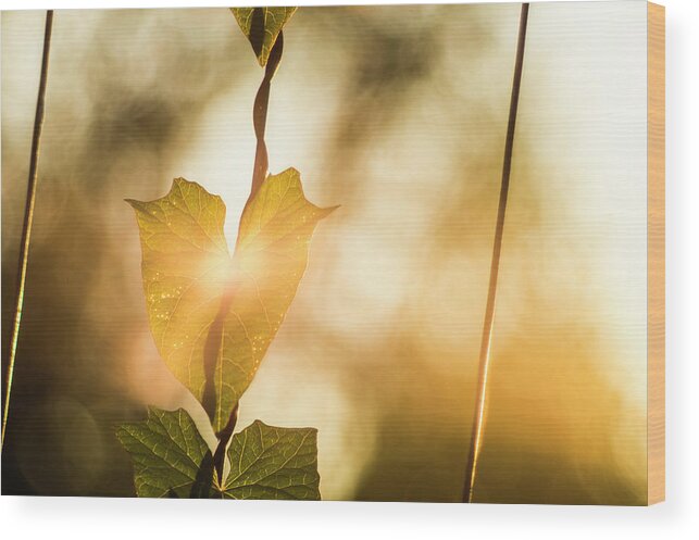 Plant Wood Print featuring the photograph The touch of dawn by Maria Dimitrova