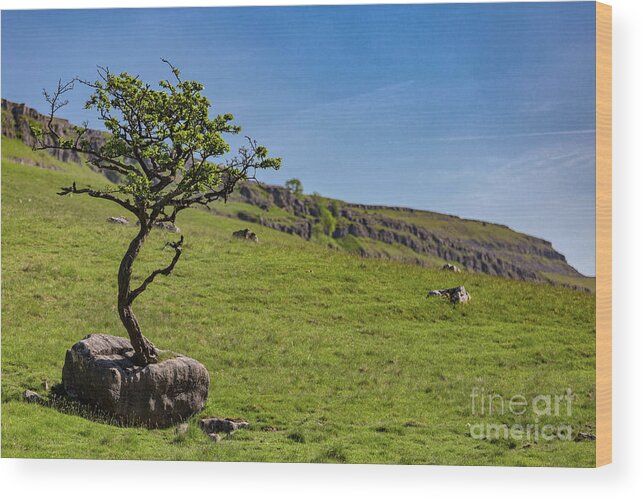 England Wood Print featuring the photograph The Tree In The Rock by Tom Holmes Photography