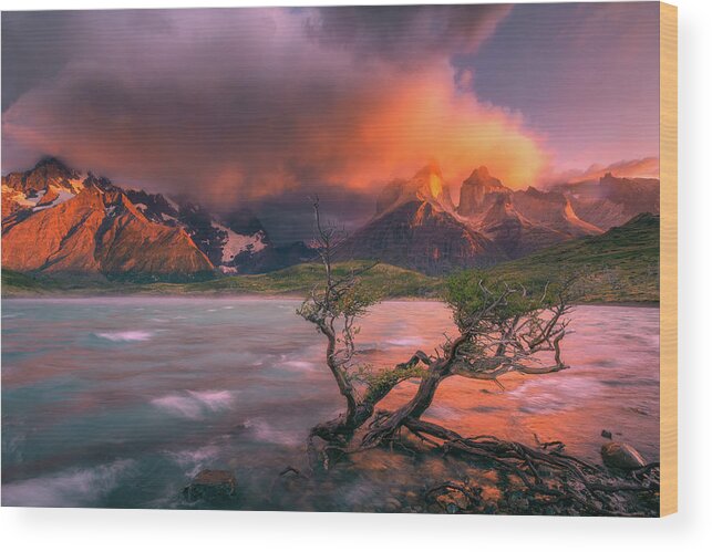 Patagonia Wood Print featuring the photograph The Twin Trees by Henry w Liu