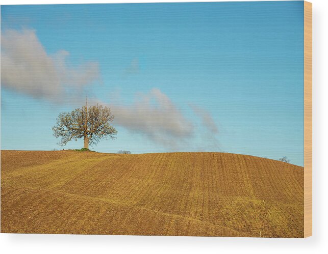 Fields Wood Print featuring the photograph The Unicorn Tree by Regina Muscarella