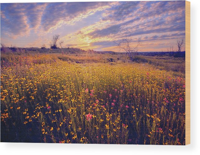Inks Lake Wood Print featuring the photograph The Yellow Masses by Slow Fuse Photography