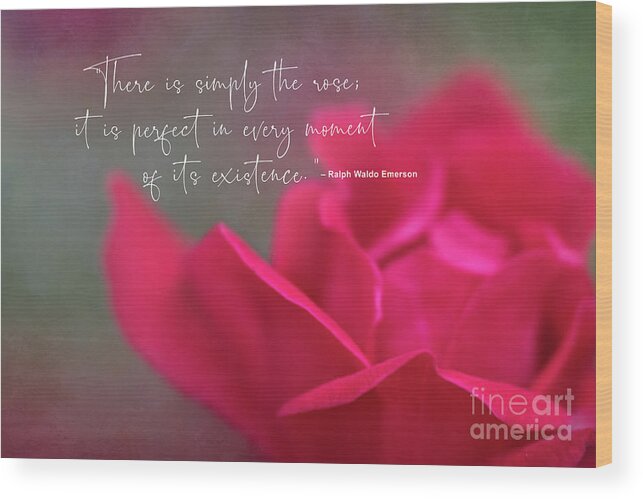 Rose Wood Print featuring the photograph There is simply the rose by Amy Dundon