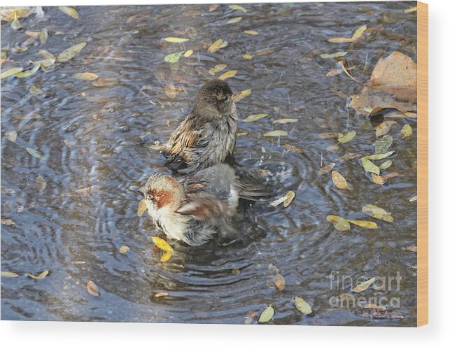Wildlife Wood Print featuring the photograph There's No Place Like A Puddle by Patricia Youngquist