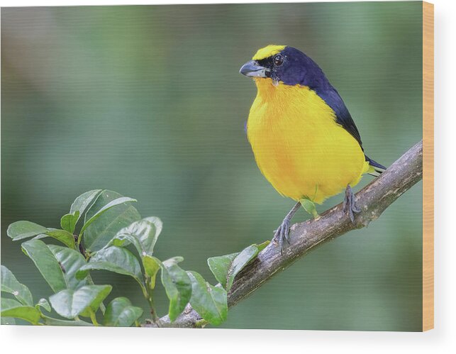 Colombia Wood Print featuring the photograph Thick Billed Euphonia Qawana Ibague Tolima Colombia by Adam Rainoff